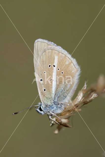 Furry Blue (Agrodiaetus dolus)