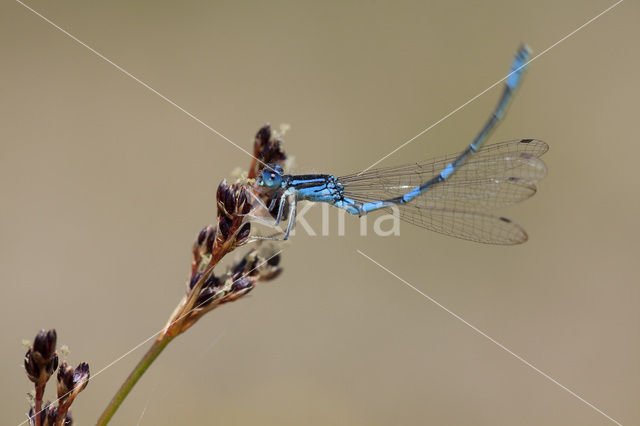 Gaffelwaterjuffer (Coenagrion scitulum)