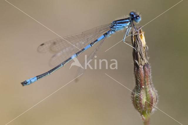 Gaffelwaterjuffer (Coenagrion scitulum)