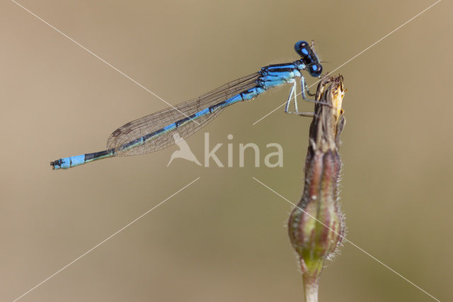 Dainty Damselfly (Coenagrion scitulum)