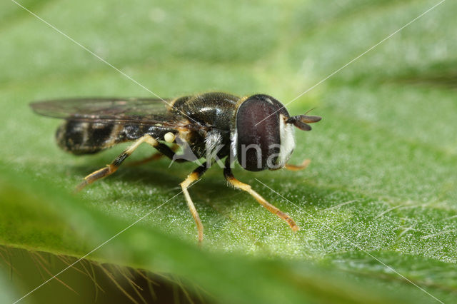 Geelbandkrieltje (Paragus quadrifasciatus)