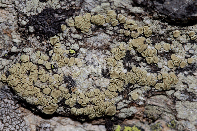 Geelgroene schotelkorst (Lecanora polytropa)