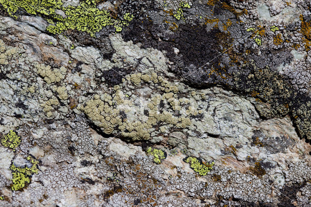 Geelgroene schotelkorst (Lecanora polytropa)