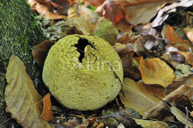 Common Earthball (Scleroderma citrinum)