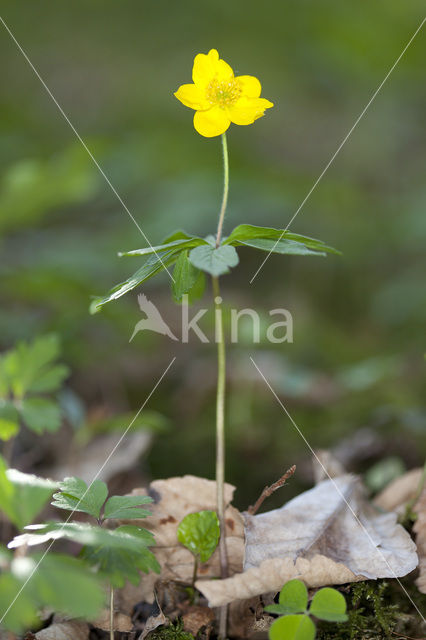 Yellow Anemone (Anemone ranunculoides)