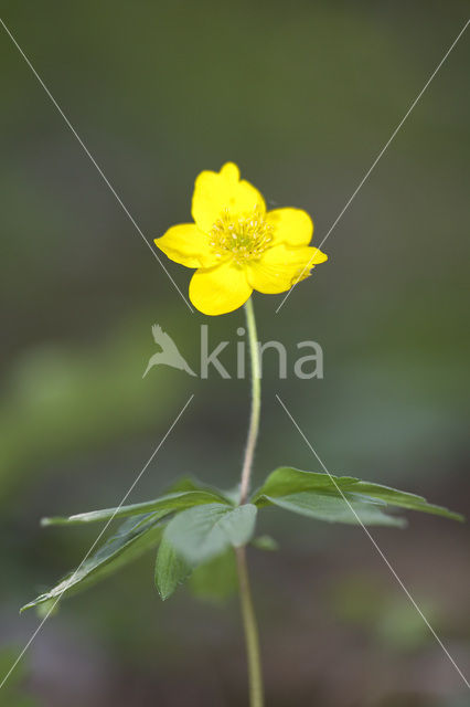Yellow Anemone (Anemone ranunculoides)