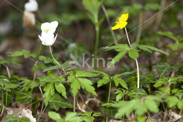Yellow Anemone (Anemone ranunculoides)