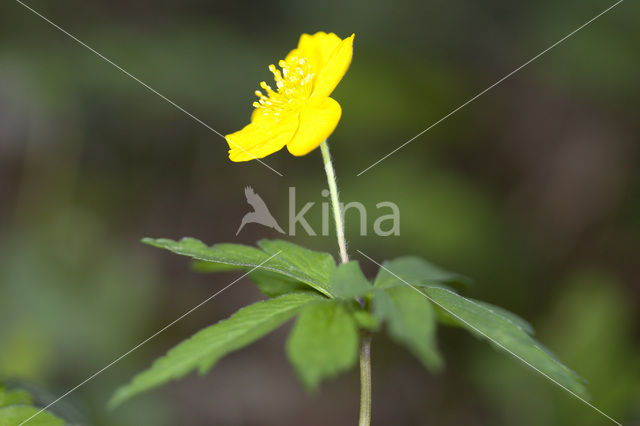 Gele anemoon (Anemone ranunculoides)