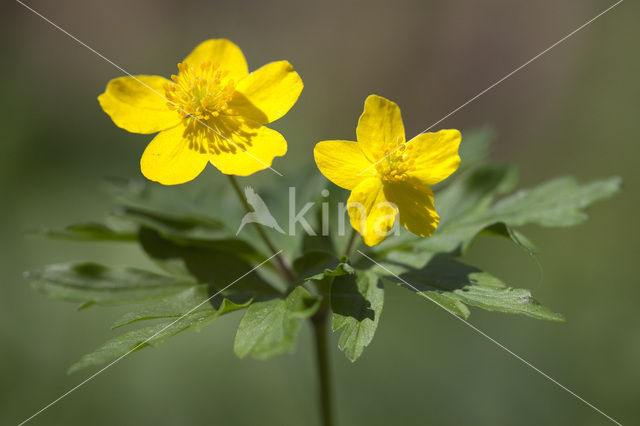 Gele anemoon (Anemone ranunculoides)