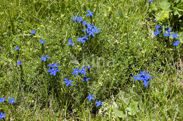 Gentiana rostani