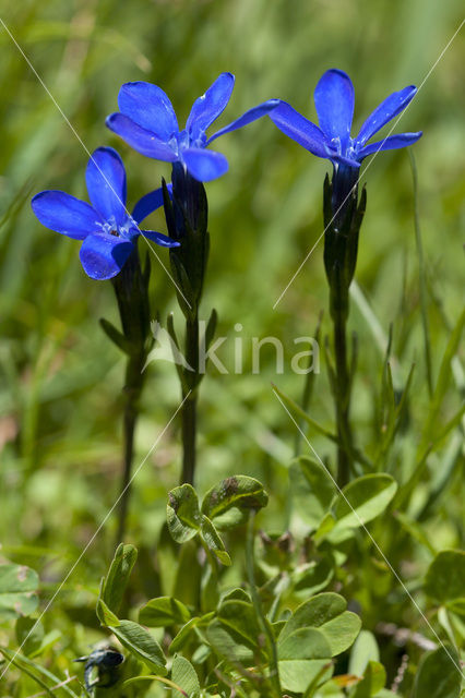 Gentiana rostani