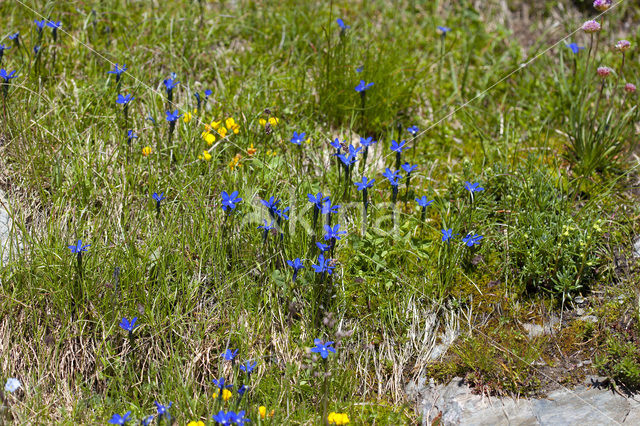 Gentiana rostani