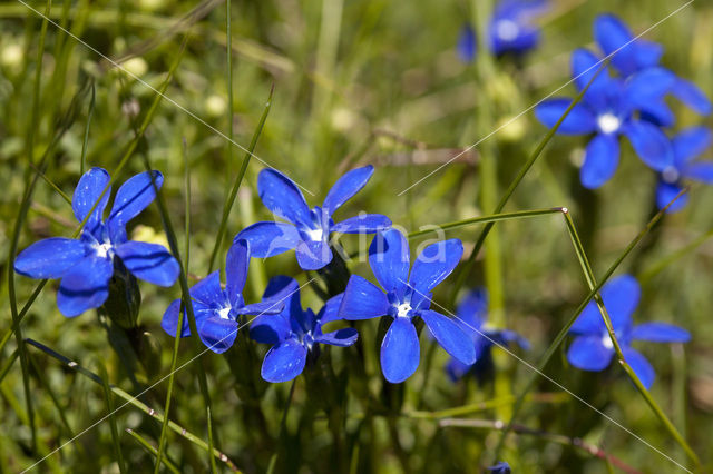 Gentiana rostani