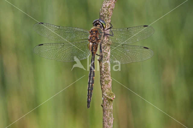 Yellow-spotted Dragonfly (Somatochlora flavomaculata)