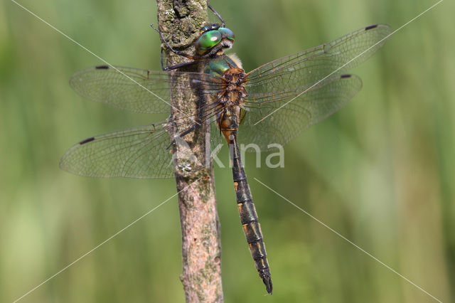 Yellow-spotted Dragonfly (Somatochlora flavomaculata)