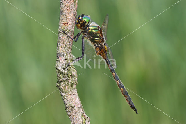 Yellow-spotted Dragonfly (Somatochlora flavomaculata)