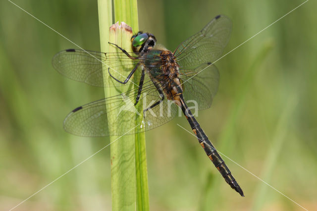 Yellow-spotted Dragonfly (Somatochlora flavomaculata)