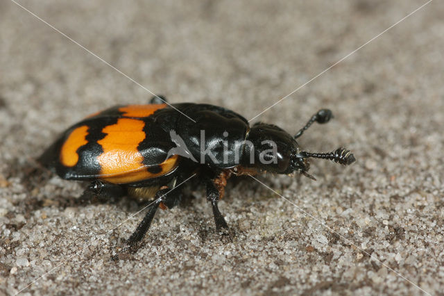 Common Burying beetle (Nicrophorus vespilloides)