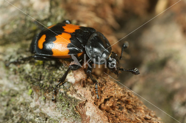 Gewone doodgraver (Nicrophorus vespilloides)