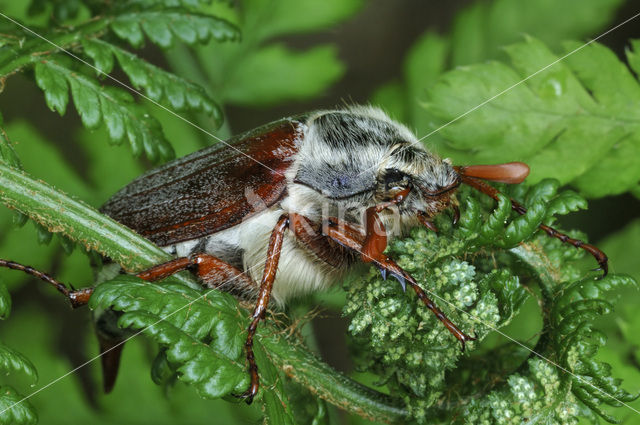 common cockchafer (Melolontha melolontha)