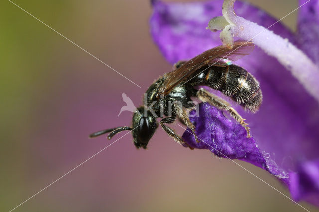 Gewone smaragdgroefbij (Lasioglossum leucopus)