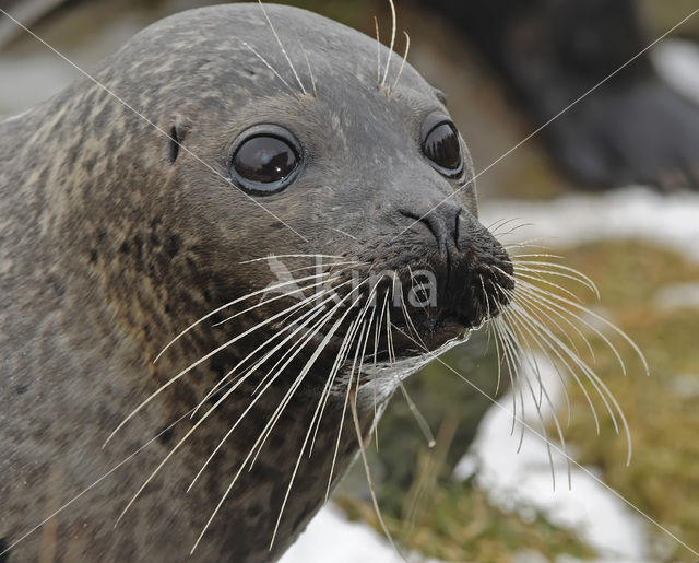 Gewone zeehond (Phoca vitulina)