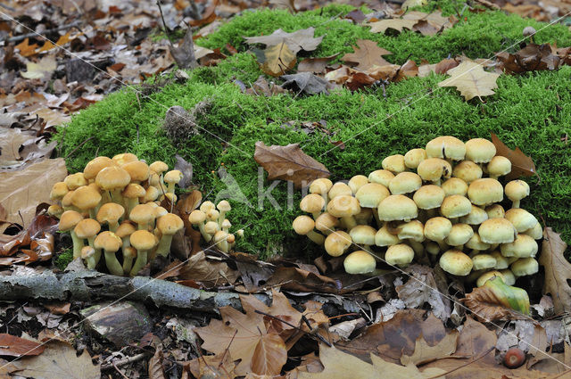 Sulphur tuft (Hypholoma fasciculare)