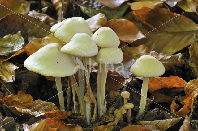 Sulphur tuft (Hypholoma fasciculare)