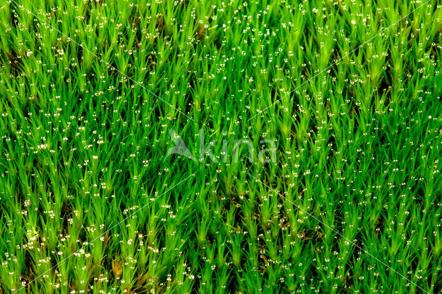 Broom Fork-moss (Dicranum scoparium)