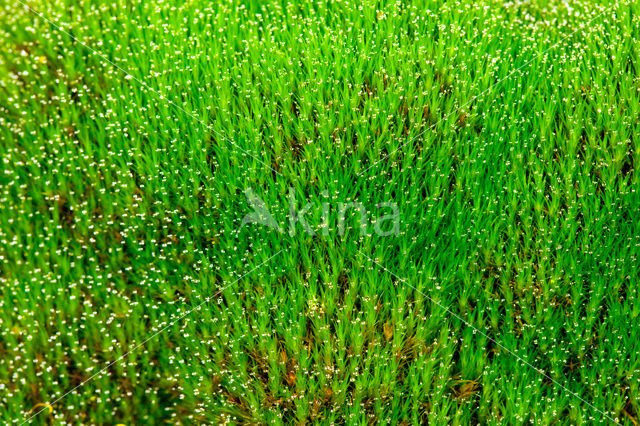 Broom Fork-moss (Dicranum scoparium)