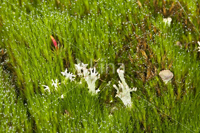 Broom Fork-moss (Dicranum scoparium)