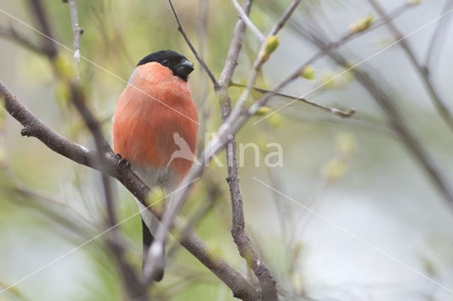 Eurasian Bullfinch (Pyrrhula pyrrhula)