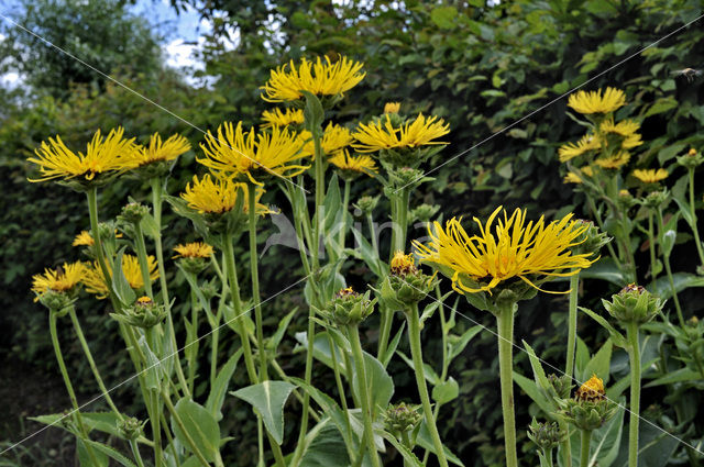 Griekse alant (Inula helenium)