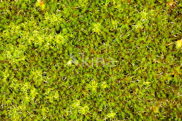 Heath Star Moss (Campylopus introflexus)