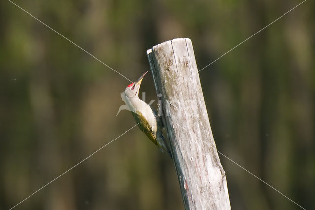 Grey-faced Woodpecker (Picus canus)