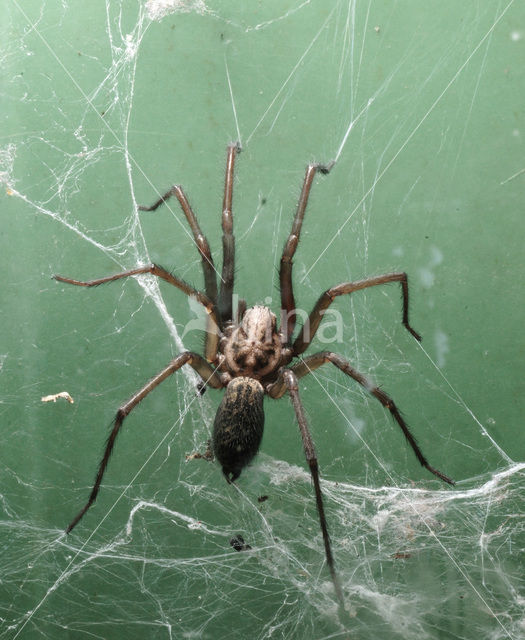 Grijze huisspin (Tegenaria domestica)