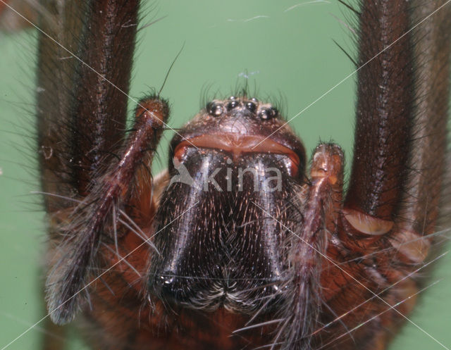 Common House Spider (Tegenaria domestica)