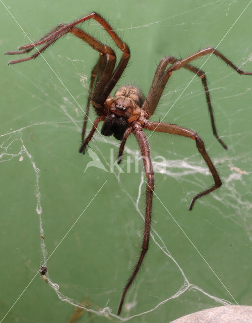 Grijze huisspin (Tegenaria domestica)