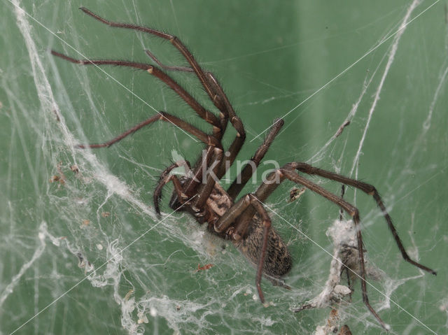 Grijze huisspin (Tegenaria domestica)