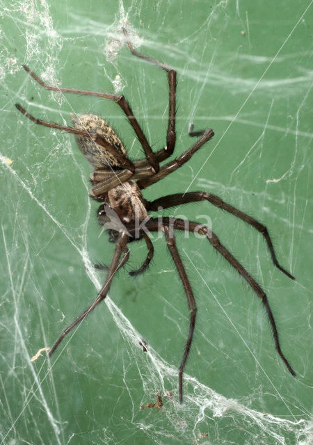 Grijze huisspin (Tegenaria domestica)