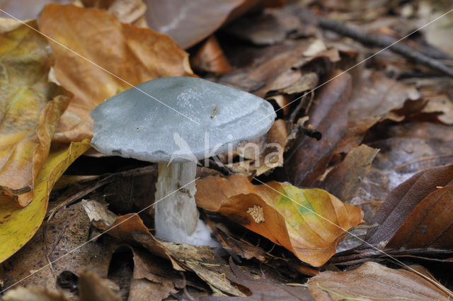 Groene anijstrechterzwam (Clitocybe odora)