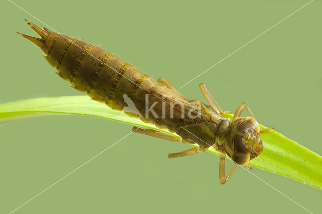 Green Hawker (Aeshna viridis)