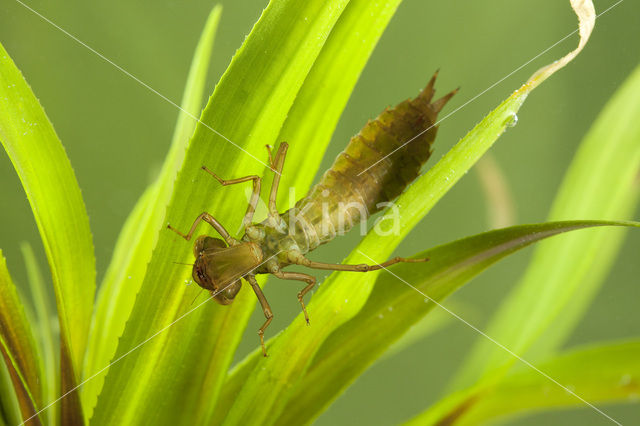 Green Hawker (Aeshna viridis)