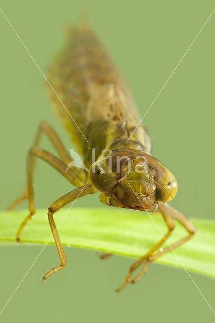 Green Hawker (Aeshna viridis)