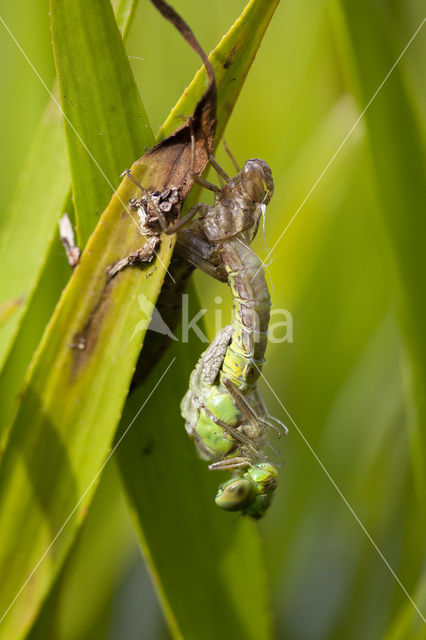 Groene glazenmaker (Aeshna viridis)