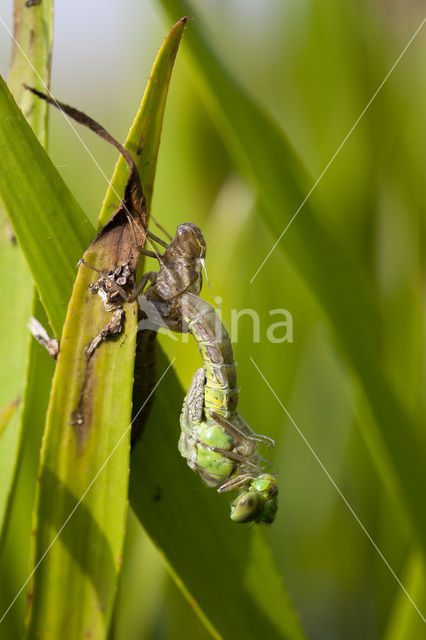 Green Hawker (Aeshna viridis)