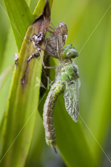 Green Hawker (Aeshna viridis)