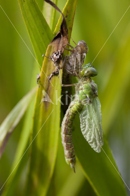 Green Hawker (Aeshna viridis)
