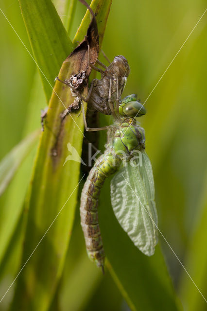 Green Hawker (Aeshna viridis)