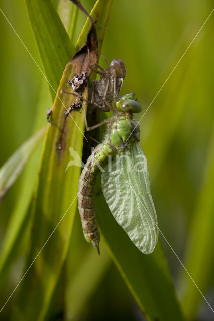 Green Hawker (Aeshna viridis)